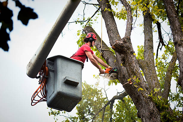 Lookout Mountain, GA Tree Removal and Landscaping Services Company